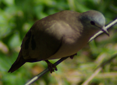 Emerald-spotted Wood-Dove